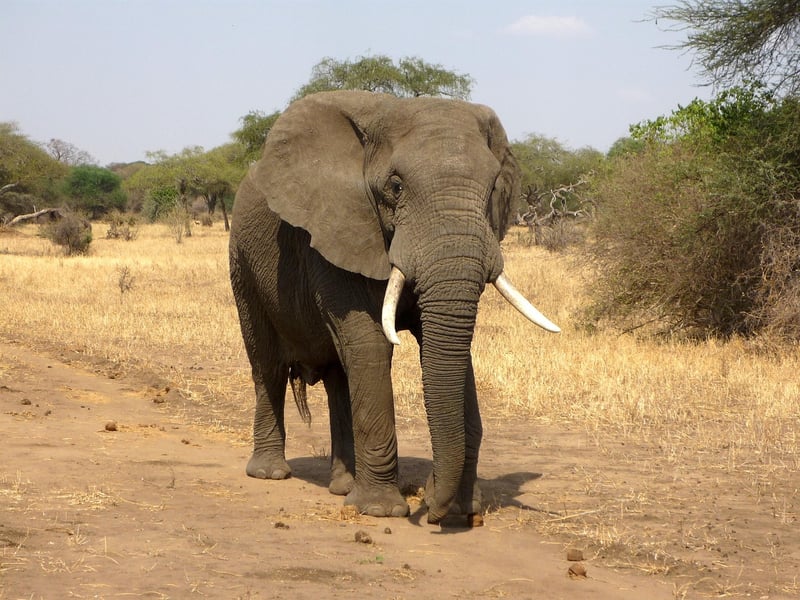 Safari Adventure